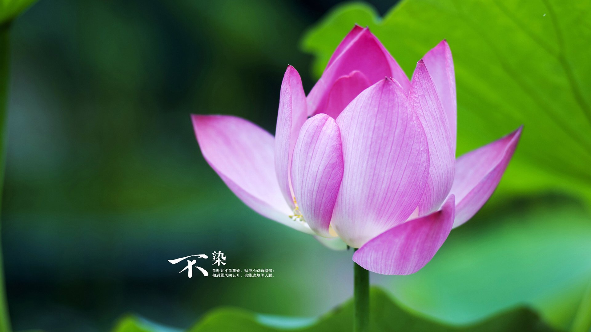 华体会体育-秩序撕裂之夜，当佩德里接管欧冠，非洲新势力撬动旧大陆