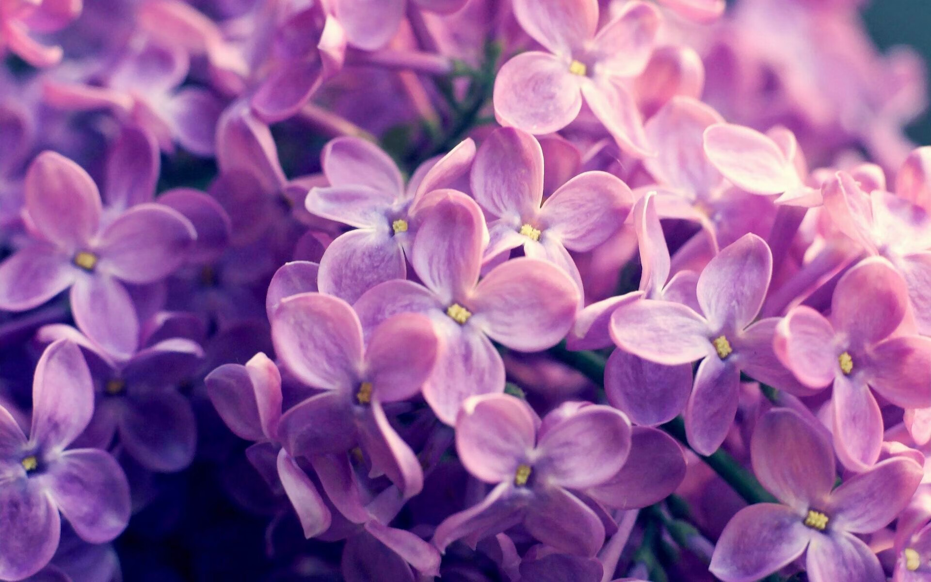 双城记,麦迪逊的生死战与深圳湾的篮球黎明