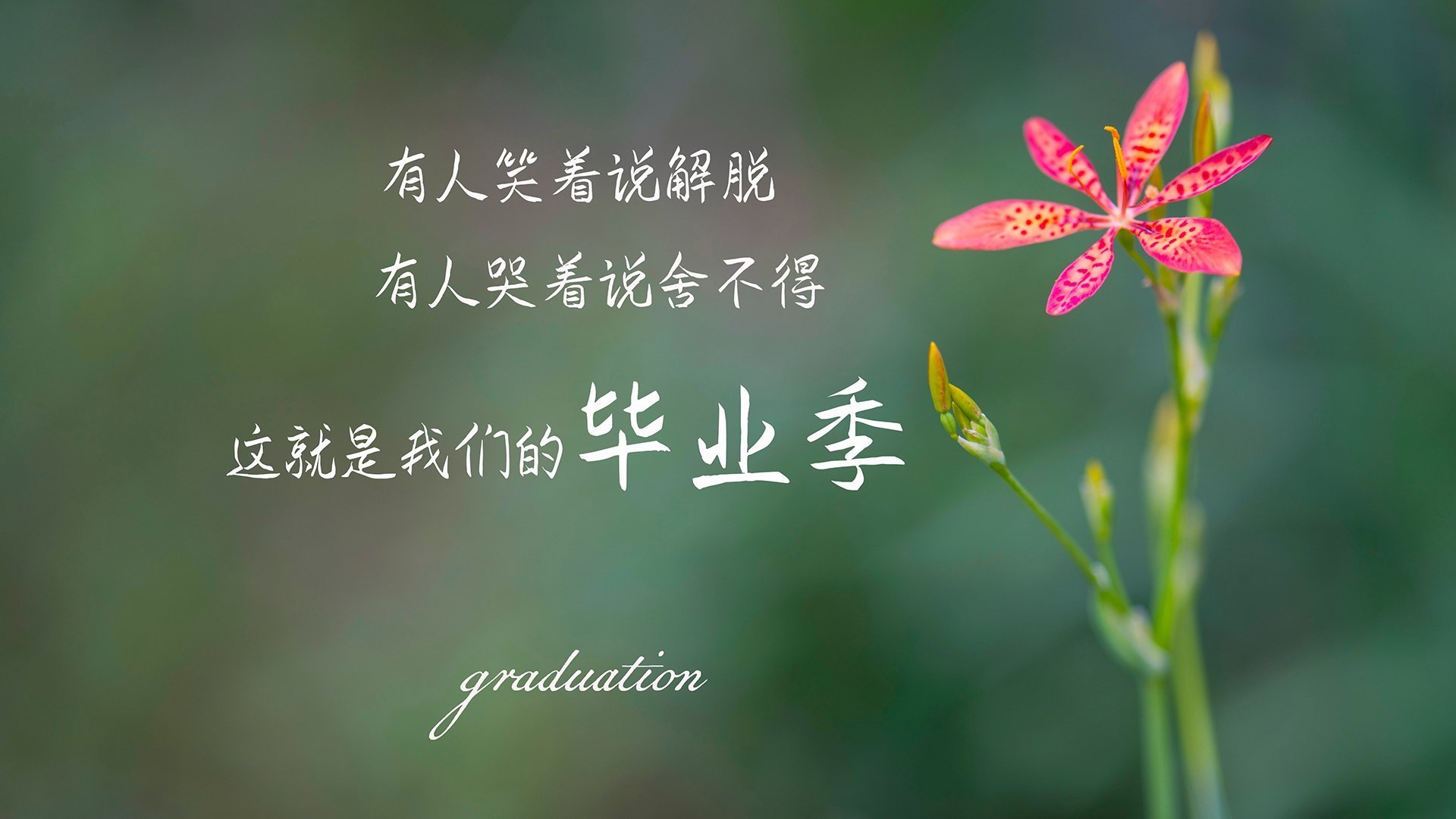 沙漠之狐的复仇,2026世界杯,卡塔尔碾碎越南,巴雷拉一剑封喉